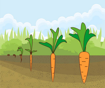 成熟的胡萝卜种子图片-成熟的胡萝卜种子素材-成熟的胡萝卜种子插画