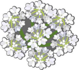 白底野生胡萝卜复合伞形花序