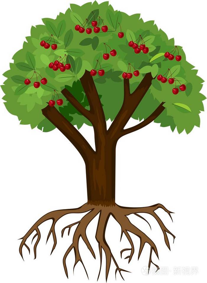 樱桃树成熟樱桃和绿叶在白色背景根系的树
