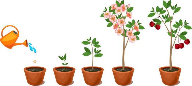 从种子到樱桃树的植物. 植物生长阶段照片