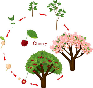 从种子到樱桃树的植物. 植物生长阶段照片