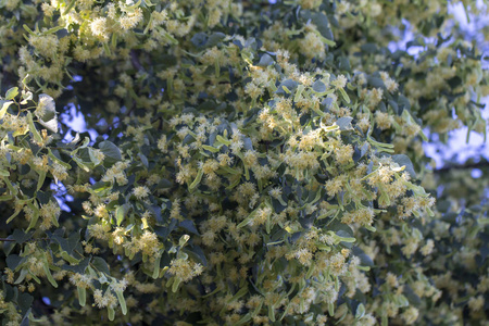 柠檬花素材图片 柠檬花图片素材下载 摄图新视界
