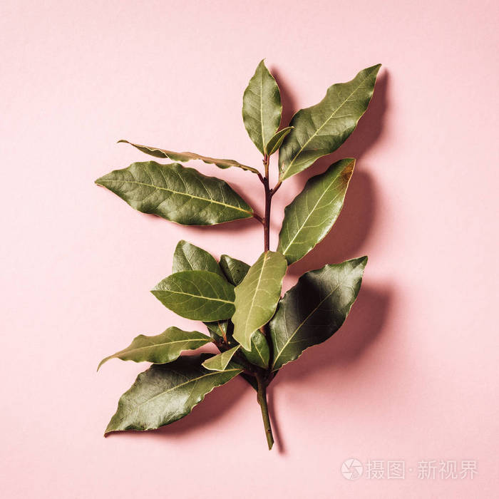 在粉红色背景上的月桂树枝