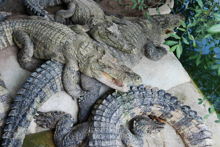 泰国农场里可怕的鳄鱼