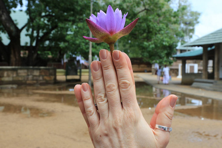 手祈祷拿着莲花图片