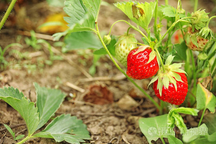 草莓植物，成熟浆果在田间生长