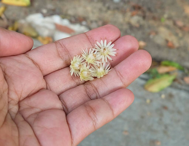 枸杞子花美丽的花,手拿芳香的木乃伊,西班牙樱桃,枸杞,木或博库尔花.