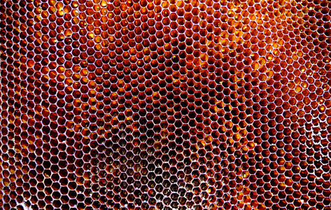 纹理养蜂业背景六边形纹理,蜡蜂窝从一个蜂箱充满金色蜂蜜.