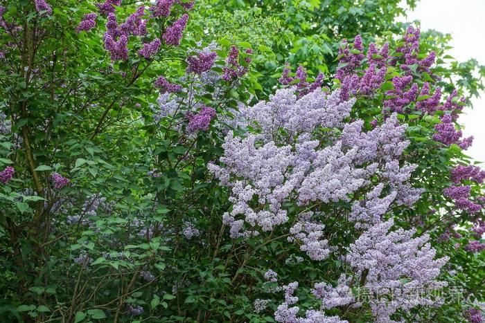 夏季公园灌木丛枝上的丁香花