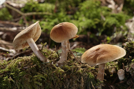 苔藓中的雀斑火焰帽蘑菇图片