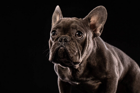 黑色背景下的黑色法国斗肖像照片