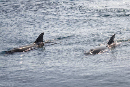 两只燕鸥海豚正在海滩附近的红海里游泳,在海水中嬉戏照片