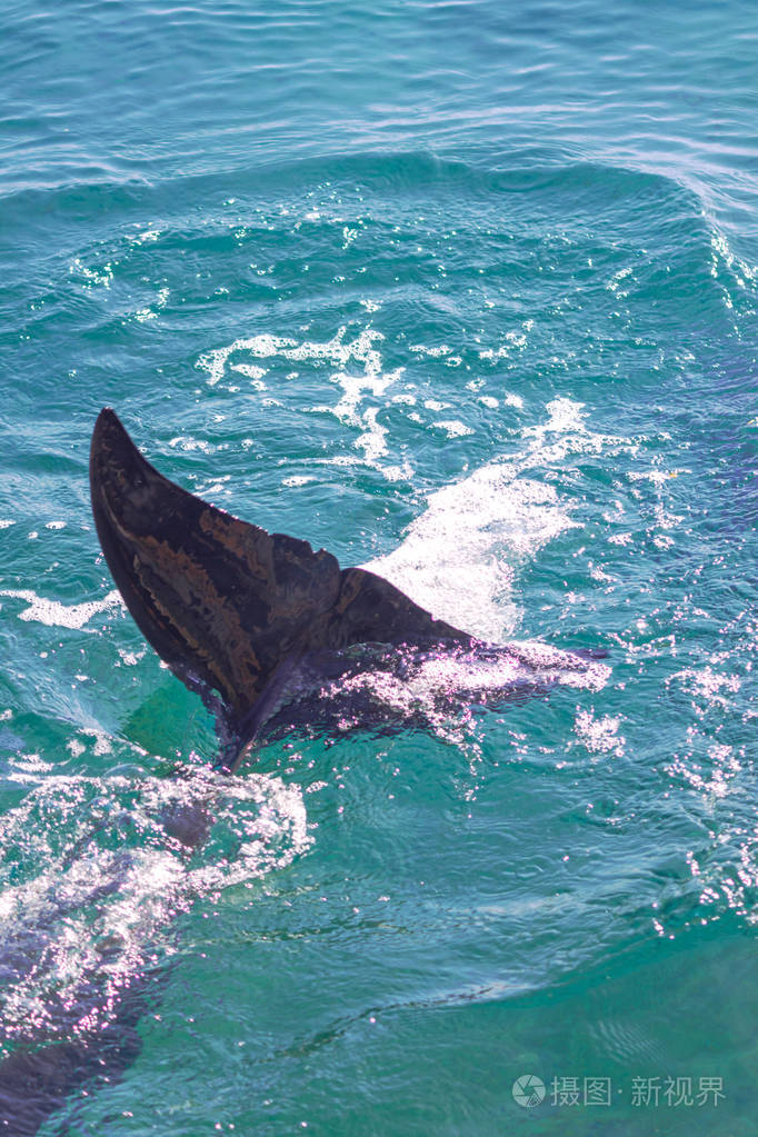 尾巴.这只小海豚正在海滩附近的红海里游泳