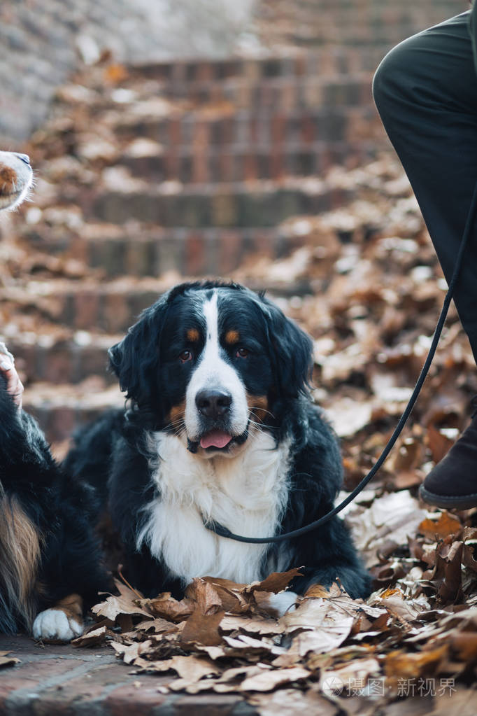 可爱的伯尼斯山狗躺在秋叶上