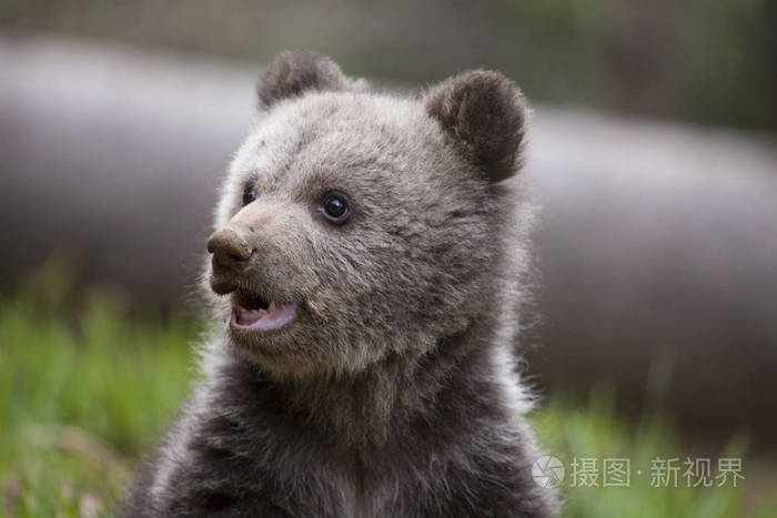 可爱的小熊宝宝特写镜头,嘴巴张开,牙齿细小
