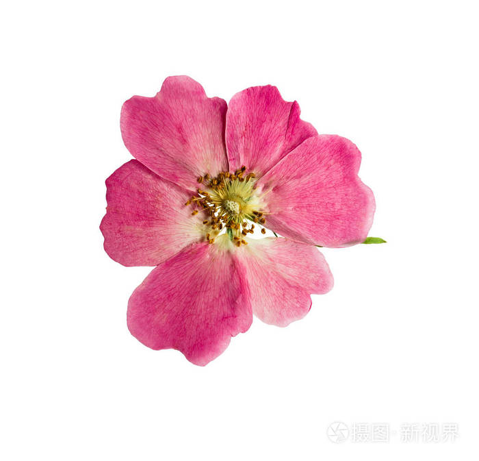 压干一朵精致的透明花玫瑰臀部 孤立在白色背景上 用于剪贴簿花艺或标本室 照片 正版商用图片1s6wzc 摄图新视界