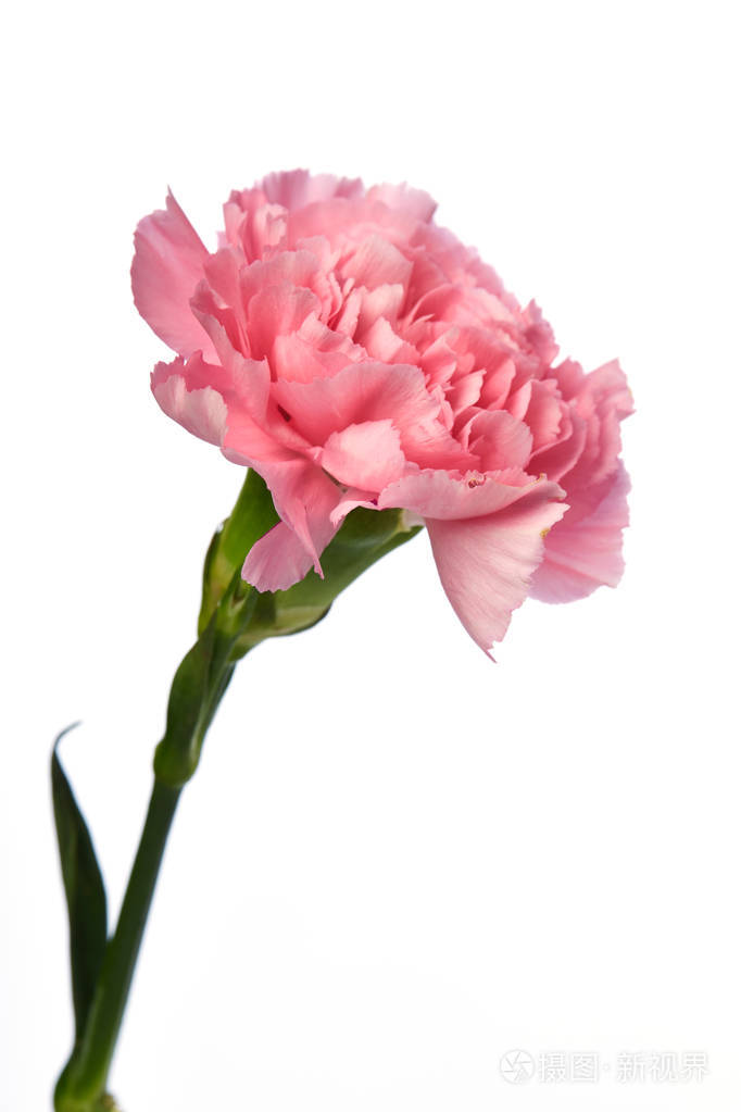 白色背景的粉红色康乃馨花