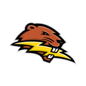 雷霆队背景吉祥物图标插图的头部北美海狸,一个大型的主要夜间半水生