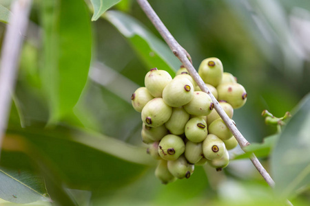 大自然有机杨博兰李子绿色果实插画