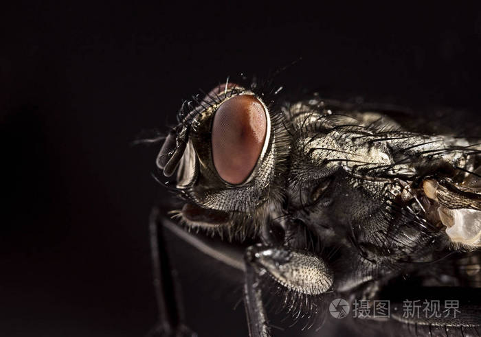 侧视肖像肉蝇石棺科黑色背景