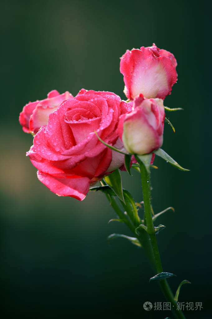 玫瑰是露珠. 一朵小水滴里美丽的花.