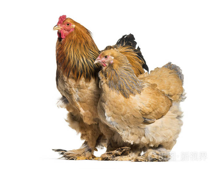 婆罗门母鸡和公鸡站在白色背景下