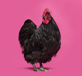 银禧奥平顿图片-银禧奥平顿素材-银禧奥平顿插画-摄图新视界