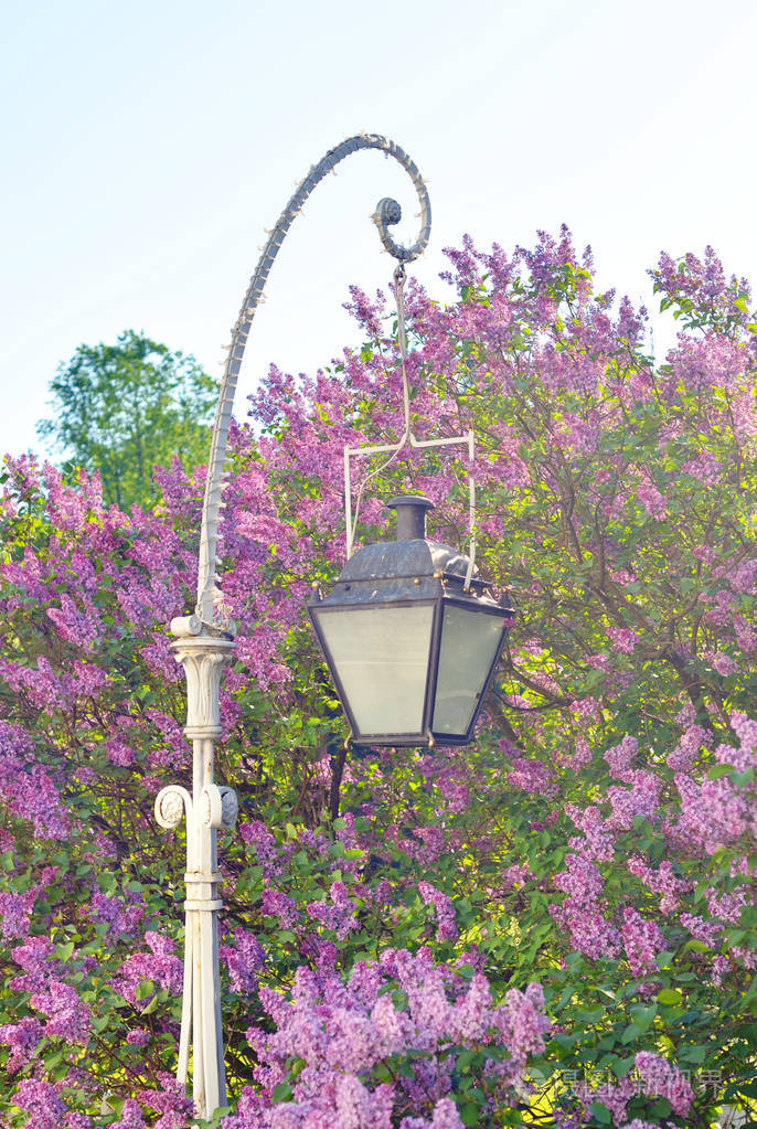 路灯在旧风格上绽放丁香背景在圣彼得堡俄罗斯