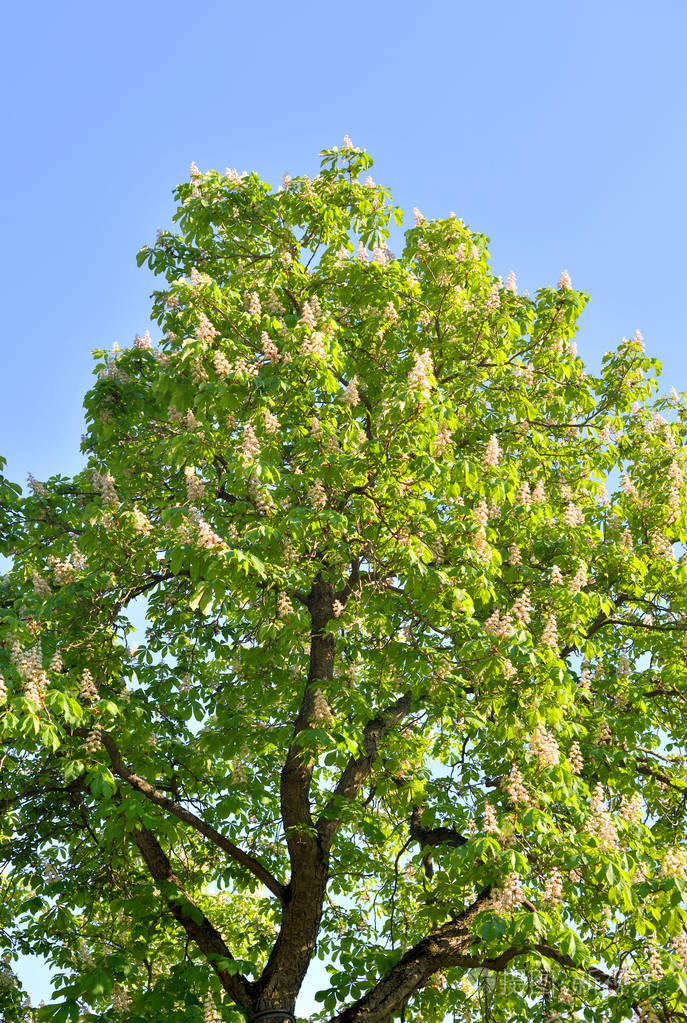 在阳光明媚的春天栗子树开花