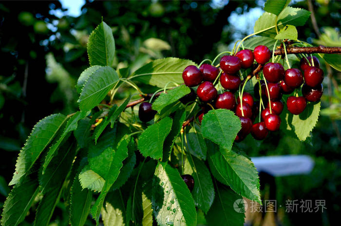 深红色樱桃在叶子背景上的枝