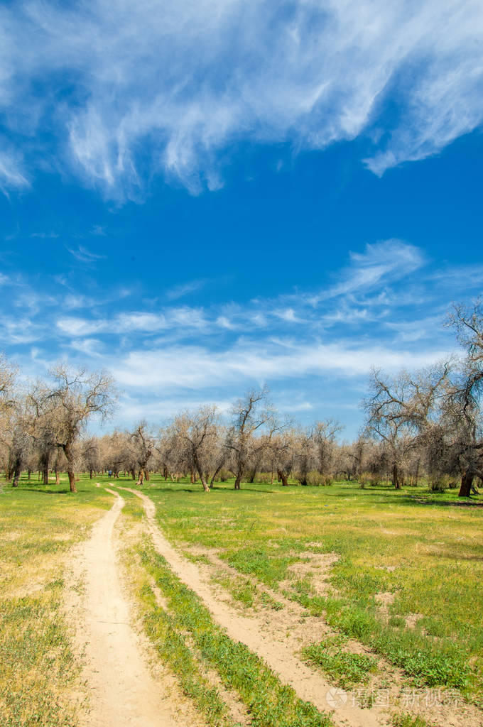 图兰加的春天树林幼发拉底胡杨杨杨