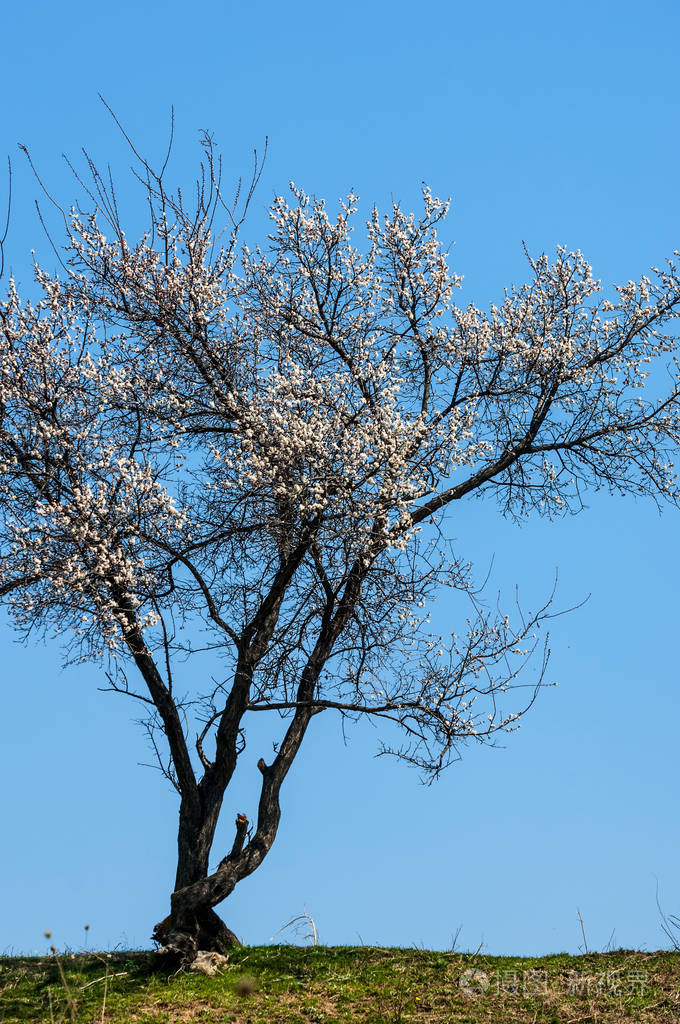 盛开的粉红色树木春天的杏花艺术背景树枝与粉红色花朵壁纸杏树的花