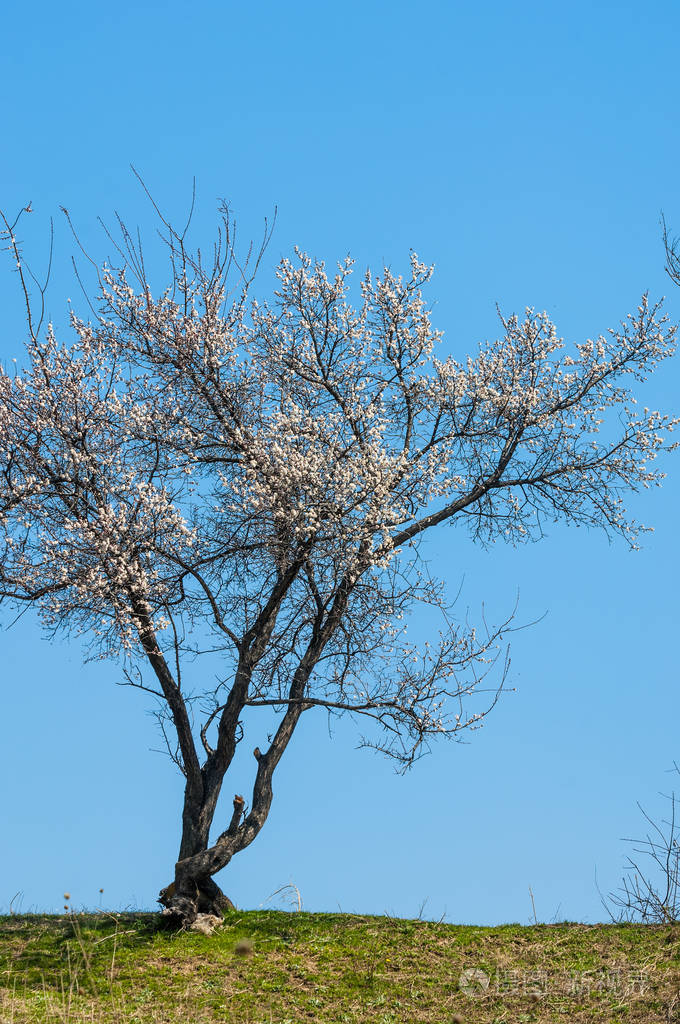盛开的粉红色树木春天的杏花艺术背景树枝与粉红色花朵壁纸杏树的花