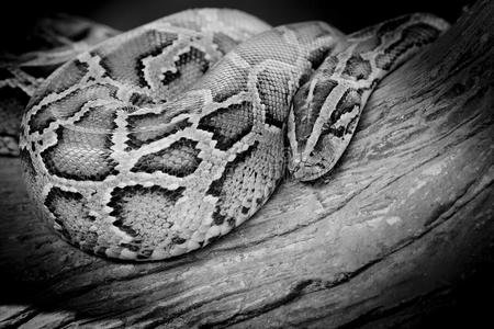 缅甸巨蟒pythonmolurusbivittatusiso的特写照片