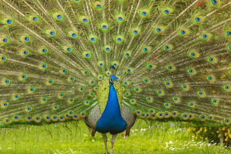 有尾巴的孔雀分形图孔雀的尾巴用开放的尾巴孔雀开屏伸出尾巴的孔雀大