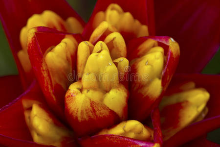 模糊 波基 特写镜头 植物学 颜色 开花 艺术 美丽的 花的
