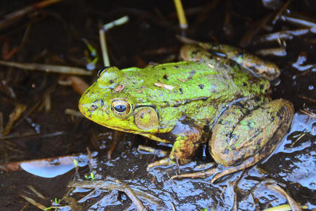 公牛青蛙泥泥泞沼泽中的绿色青蛙照片
