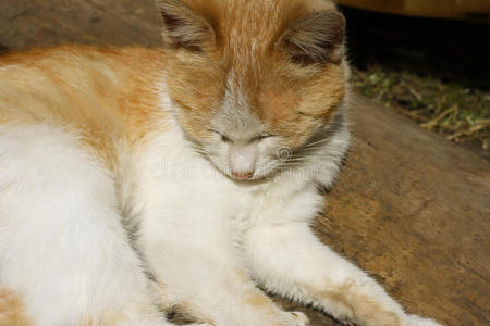 毛茸茸的姜猫
