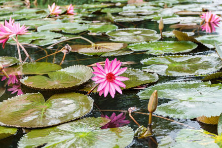 花的 花瓣 花园 颜色 粉红色 风景 植物区系 宝塔 医学