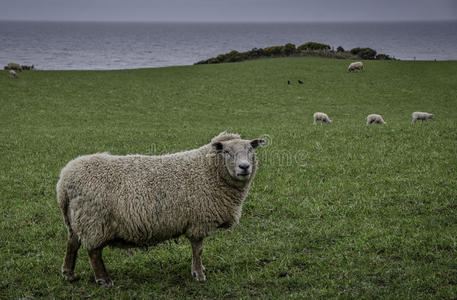 农场 放牧 羊肉 羊毛 海洋 羔羊 湖地 农事 牧场
