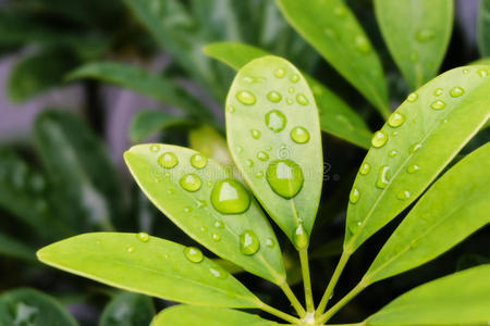 自然 特写镜头 春天 植物学 分支 昆虫 纹理 颜色 树叶