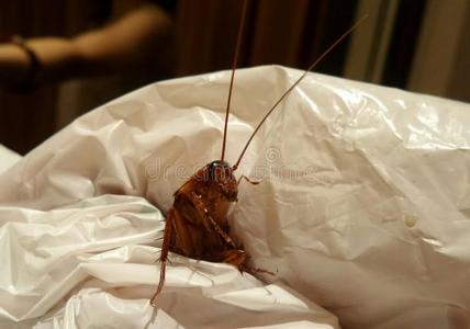 被蟑螂咬了伤口图片