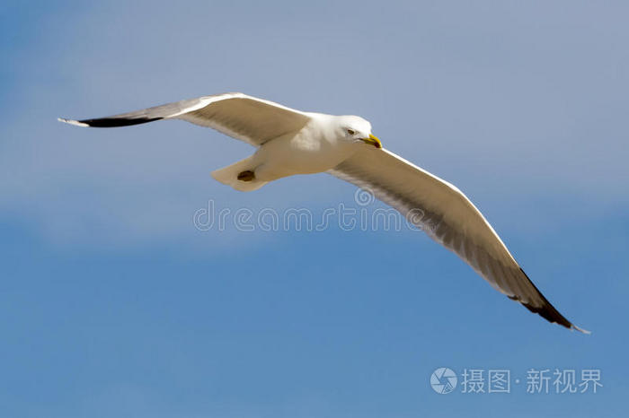 海鸥飞翔