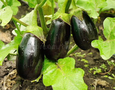 地面 食物 茄子 素食主义者 植物 蔬菜 营养物 农业 生长