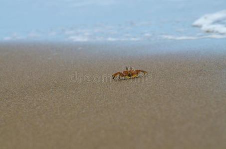 海滩上的幽灵蟹