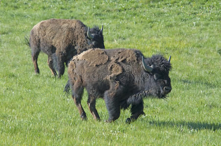 草地 水牛 咀嚼 动物 美国人 草原 吃草 充电 美国 食草动物