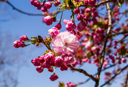 粉红樱花