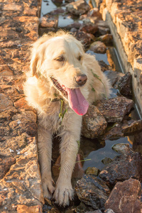 金毛猎犬在水槽里休息。