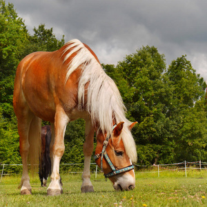 马在草地上吃草照片