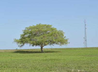 电话 佛罗里达州 天空 细胞 戴维 通信